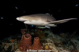 a night dive with lemon sharks Tiger Beach by Michael Weberberger 
